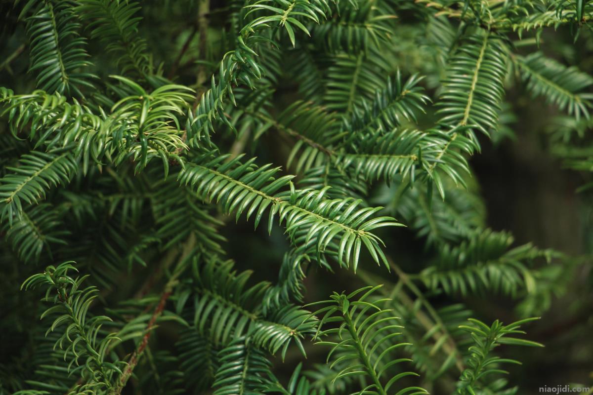 高档名贵绿植 名贵绿植盆栽