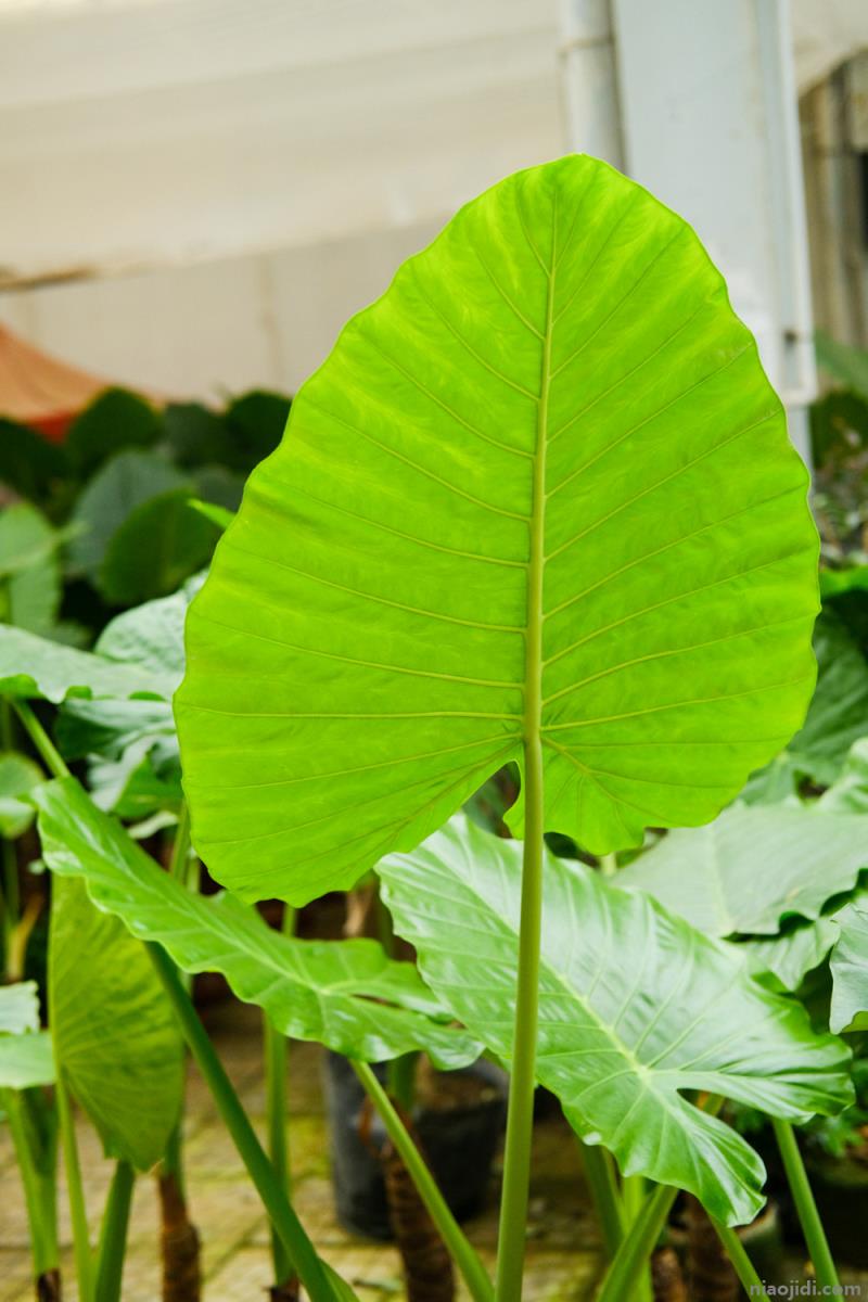 电视柜旁边适合摆什么植物 电视柜旁边适合摆什么绿植