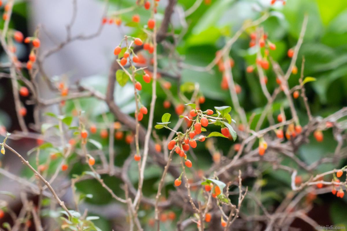 胎菊和枸杞泡茶的功效，正确喝法 胎菊和枸杞能一起喝吗