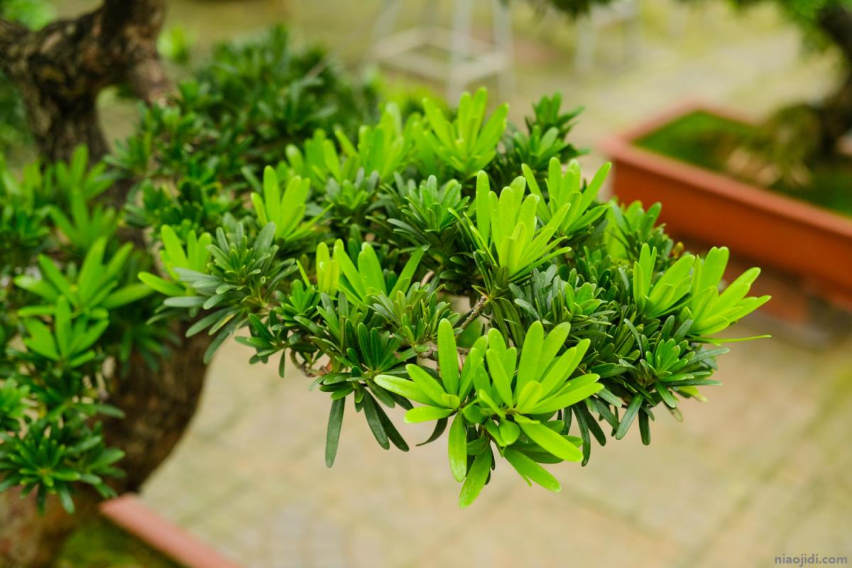 提高孩子成绩风水植物 哪里有学公司看风水