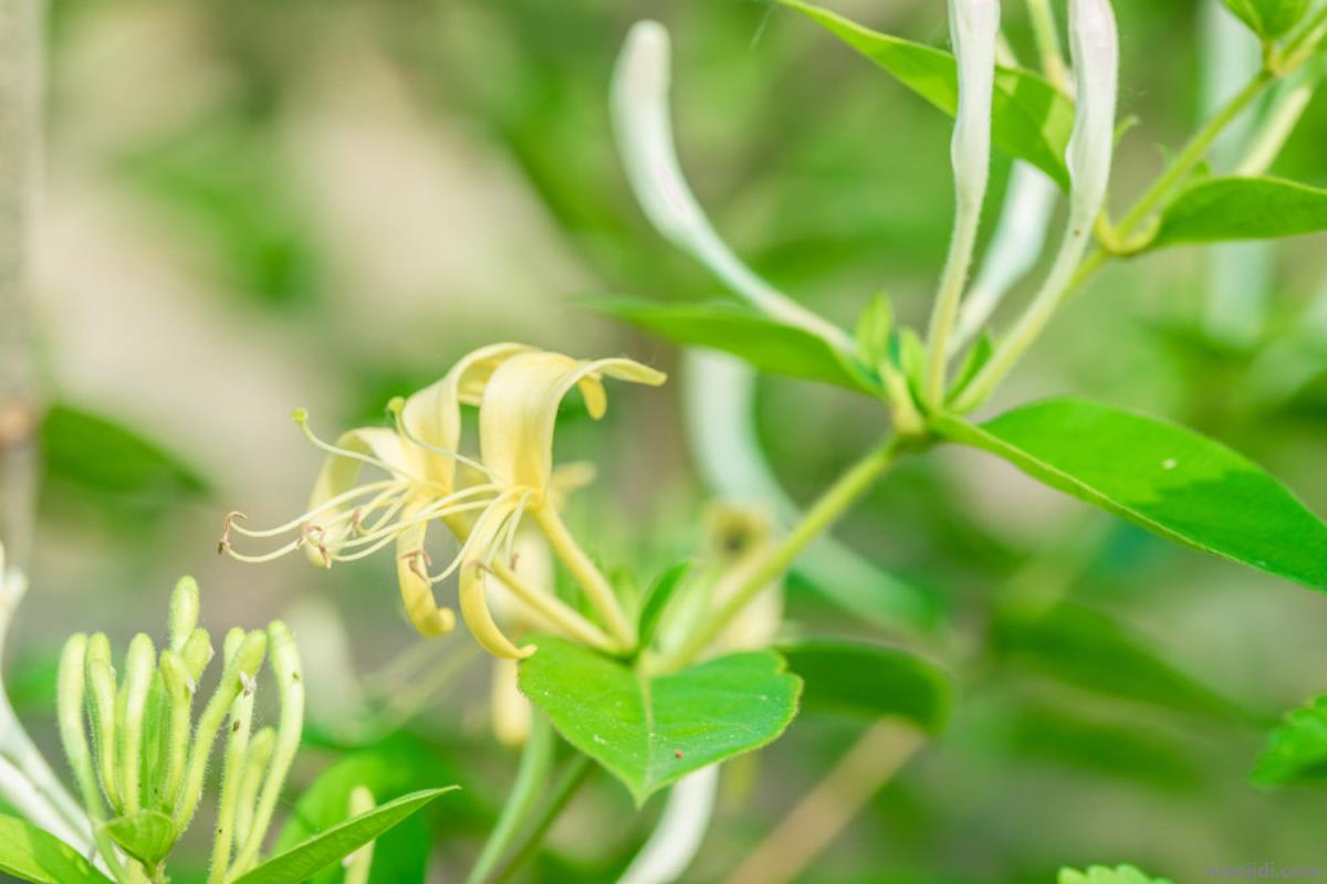 长期喝金银花泡水好处，金银花的食用方法 金银花泡水喝功效禁忌