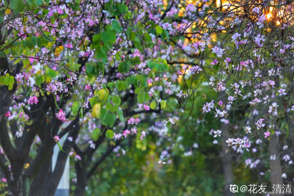 柳州适合养什么花，市花和市树是什么 为什么柳州市花是紫荆花