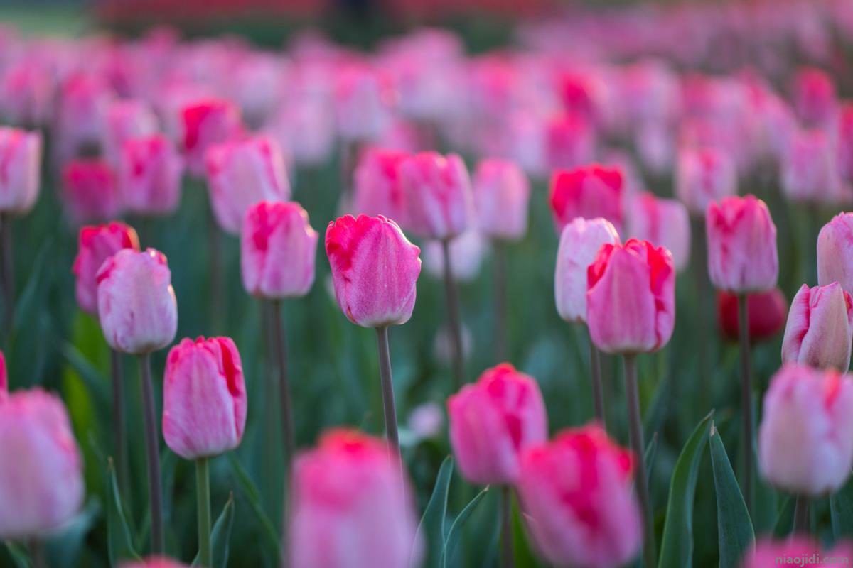 春天最常见的花 春天最常见的花的图片