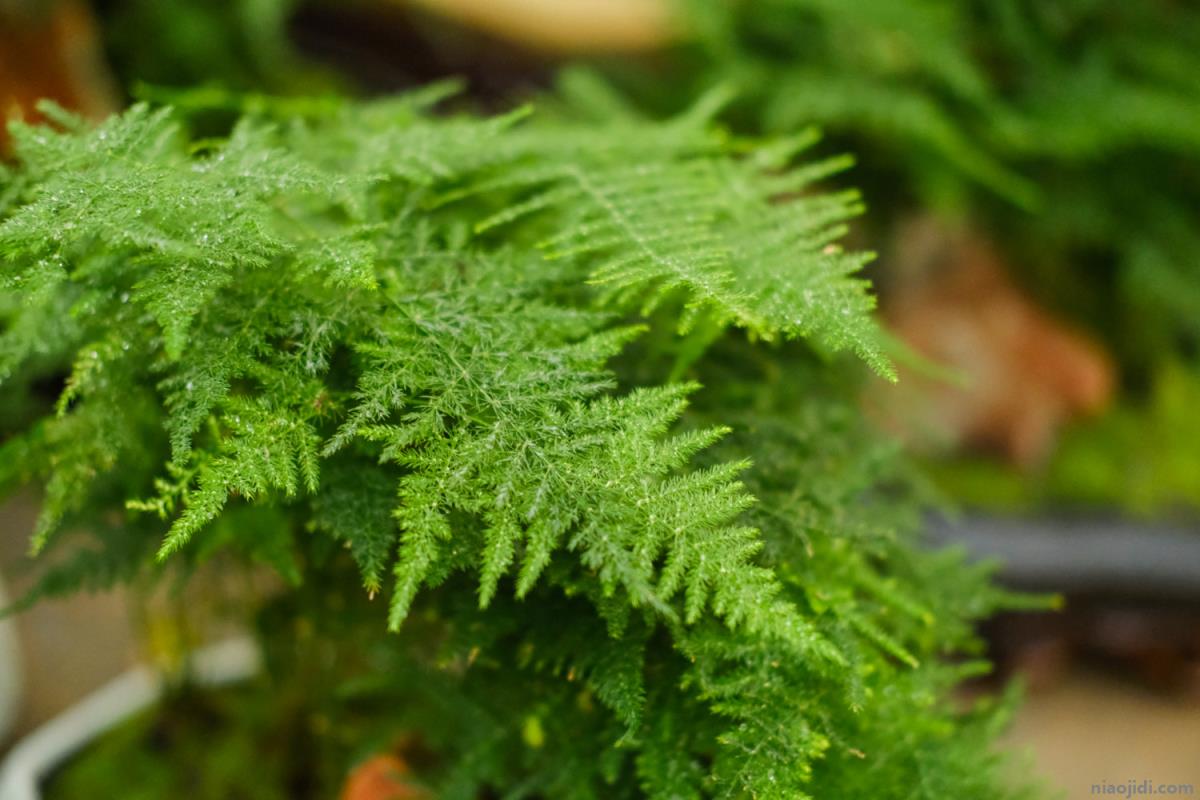 室内适合养的18种植物 室内适合养的18种植物图片