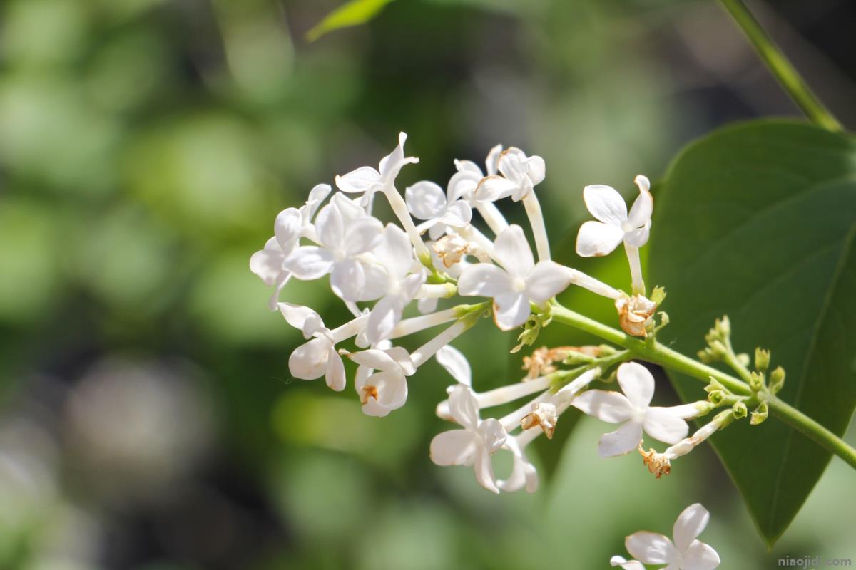 呼和浩特适合养什么花，市花和市树是什么 石家庄市花