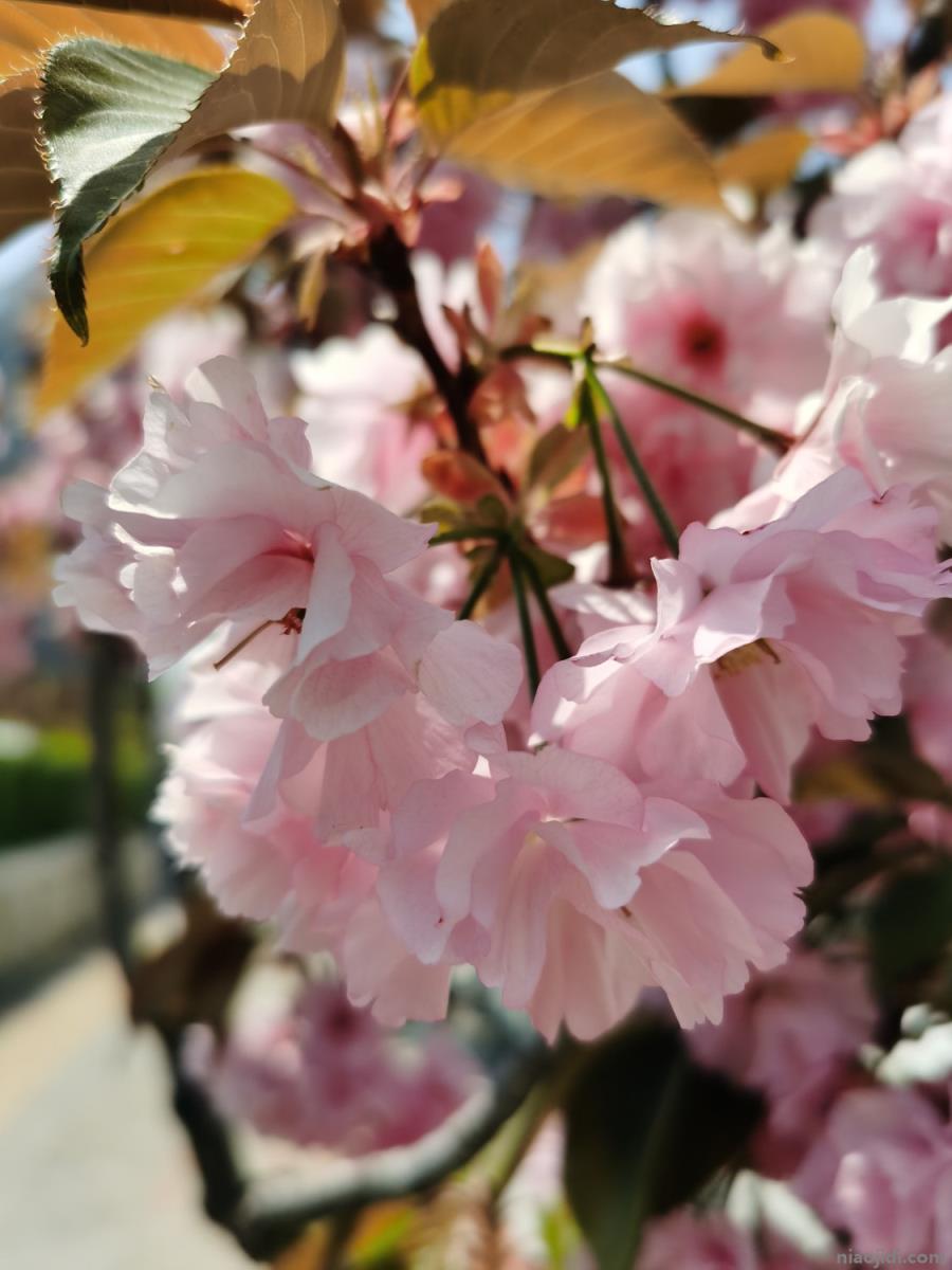 春天植物的变化 春天植物的变化过程