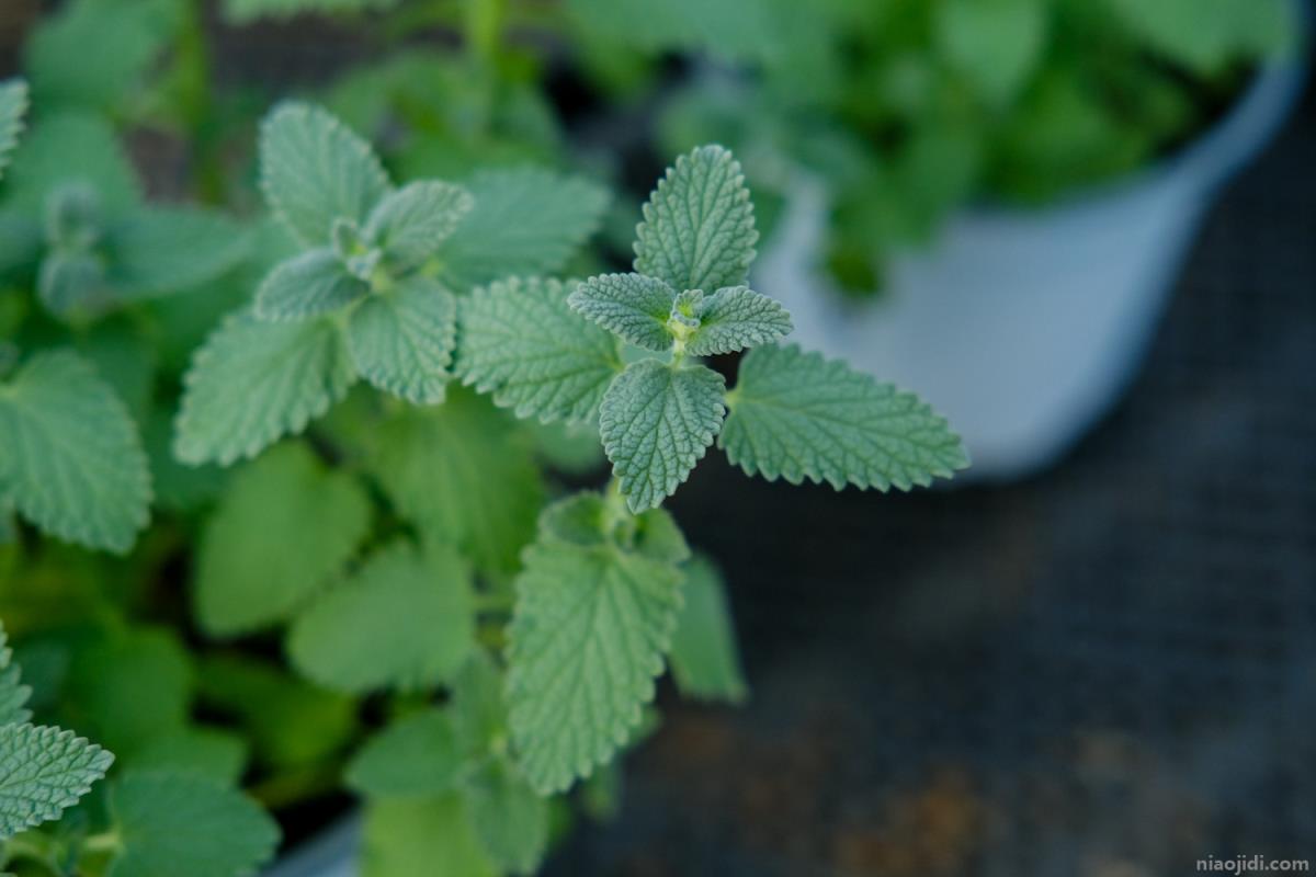 提高孩子成绩风水植物 哪里有学公司看风水