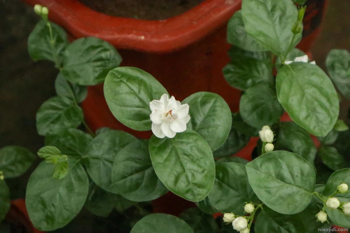 茉莉花茶的作用，有什么禁忌 茉莉花茶有什么功效