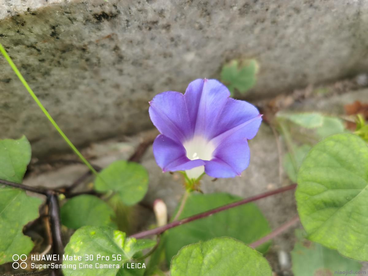 花的生长过程的六个阶段 花的生长过程简笔画