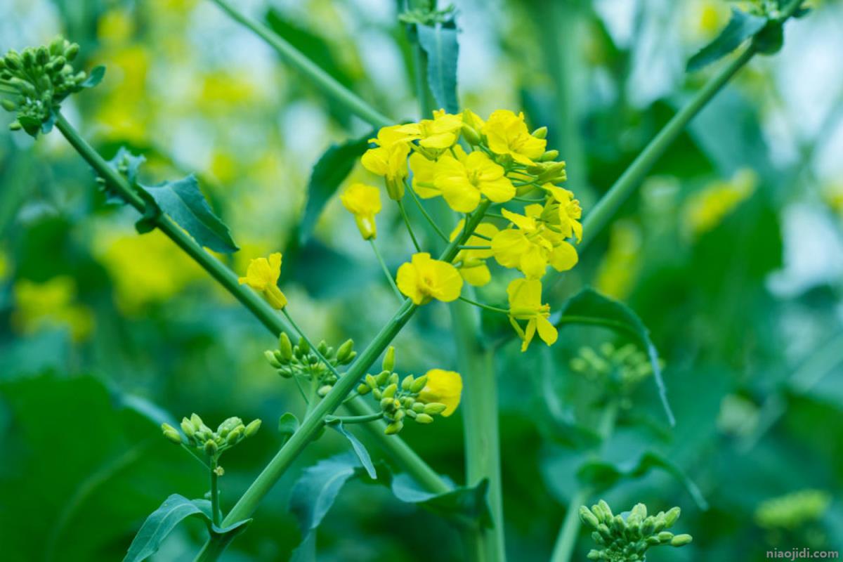 油菜花叶子功效与作用，油菜花有什么特点 油菜花有什么药用价值