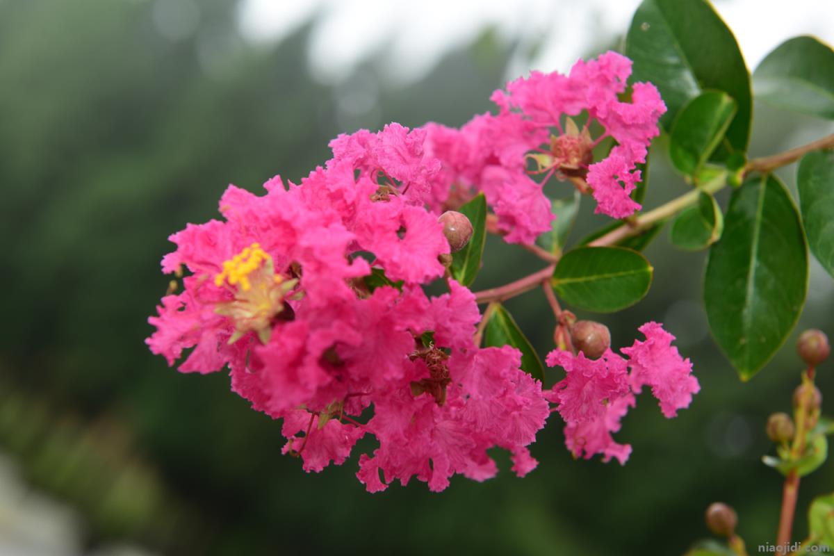 徐州适合养什么花，市花和市树是什么 徐州市市花代表着什么