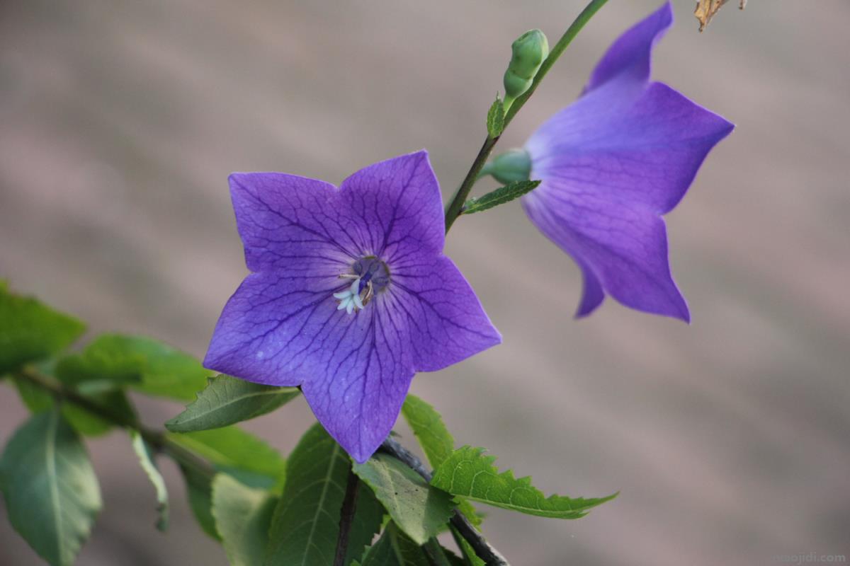 常见的紫色花有哪些 常见的紫色野花