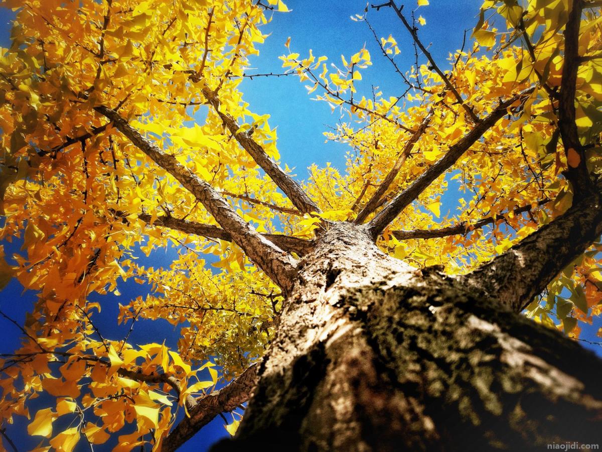 秦皇岛适合养什么花，市花和市树是什么 