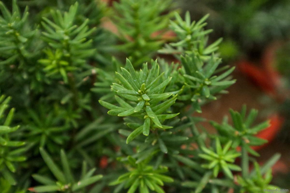 喜阴耐寒庭院树木 耐阴耐寒庭院植物