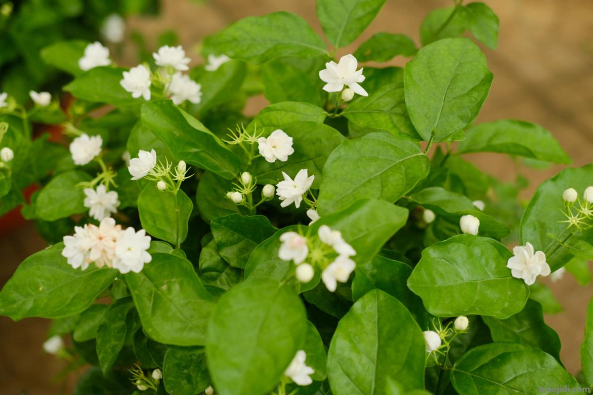 茉莉花茶的作用，有什么禁忌 茉莉花茶有什么功效