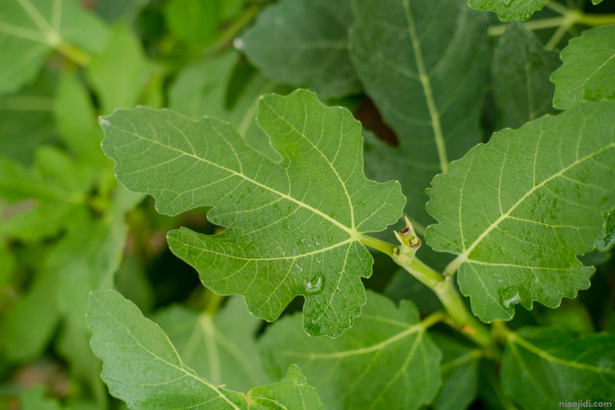 春天植物的变化 春天植物的变化过程