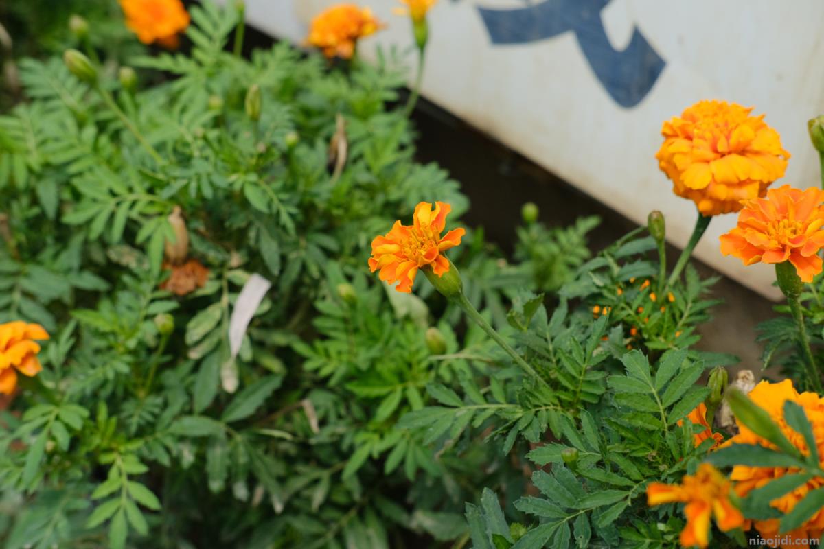 植物园有什么花 春天植物园有什么花