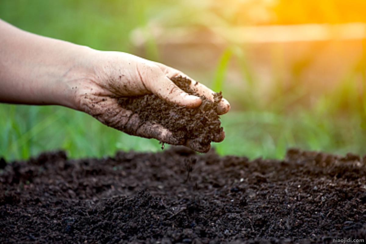 酸性土壤怎么制作，适合种什么花 酸性土壤适合种什么树
