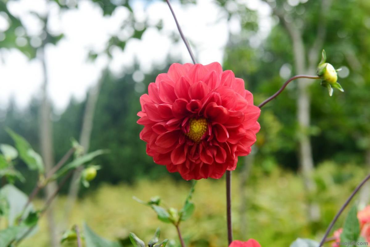 张家口适合养什么花，市花和市树是什么 河北张家口适合种什么水果