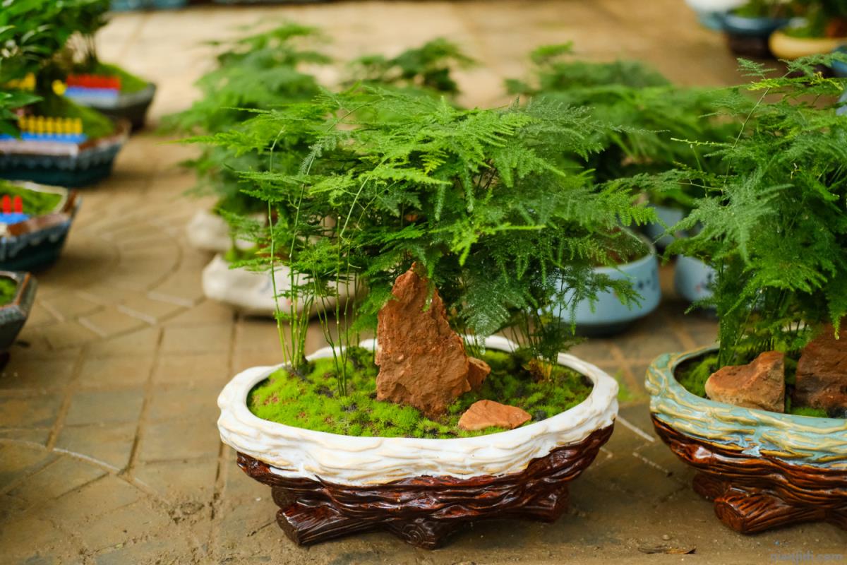 提高孩子成绩风水植物 哪里有学公司看风水