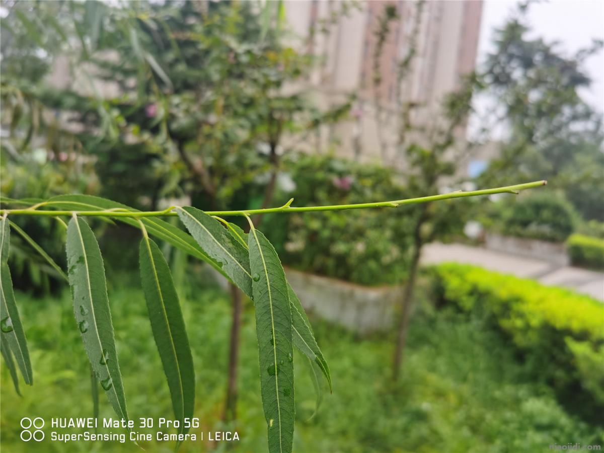 辟邪的植物有哪些 旺宅辟邪的植物有哪些