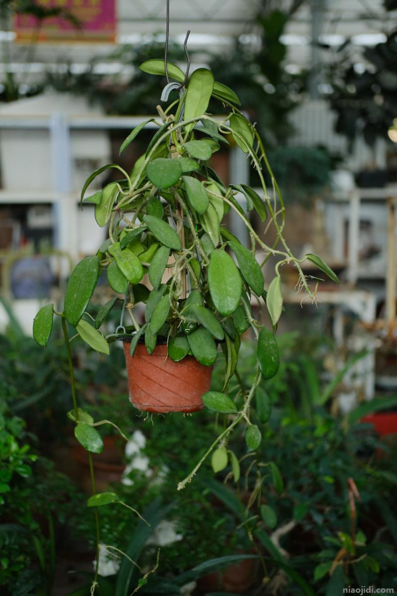四季开花耐阴植物有哪些 喜阴植物适合室内种植
