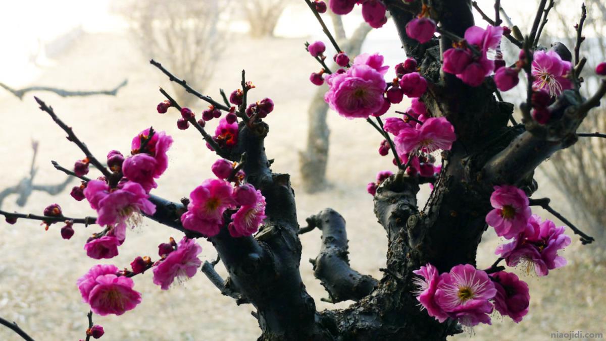 泰州适合养什么花，市花和市树是什么 泰州名人