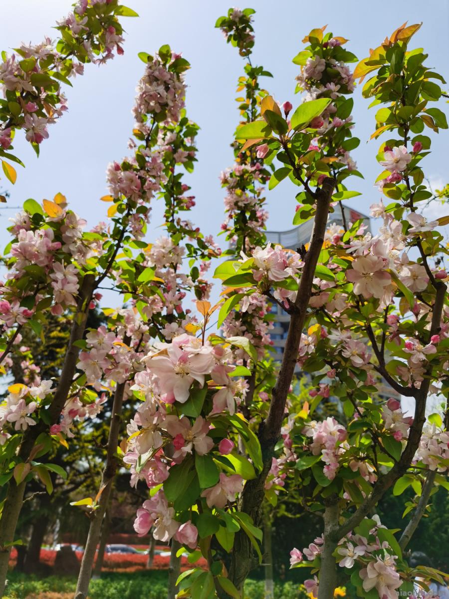 宝鸡适合养什么花，市花和市树是什么 宝鸡的市花和市树