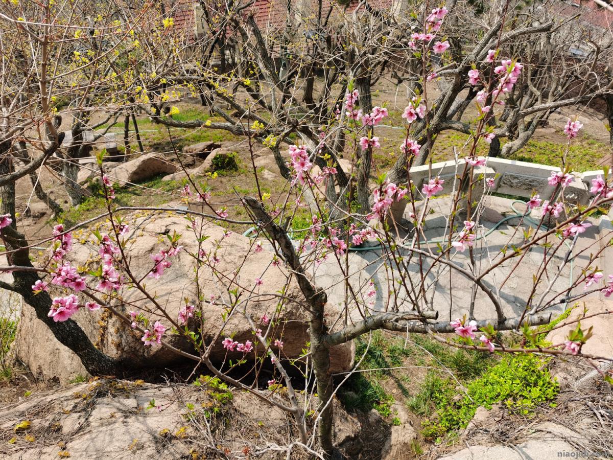 衡水适合养什么花，市花和市树是什么 衡水市花桃花