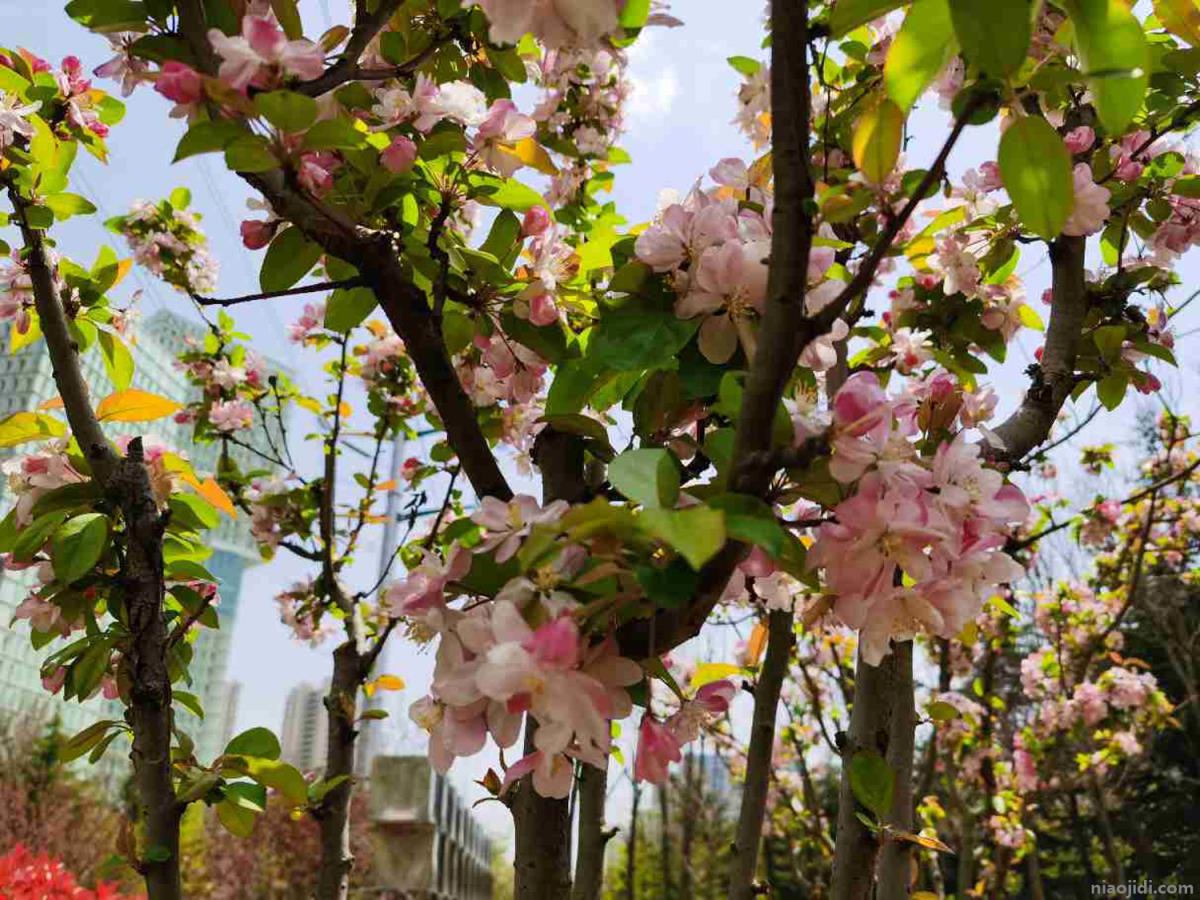韶关适合养什么花，市花和市树是什么 2020年韶关迎春花市
