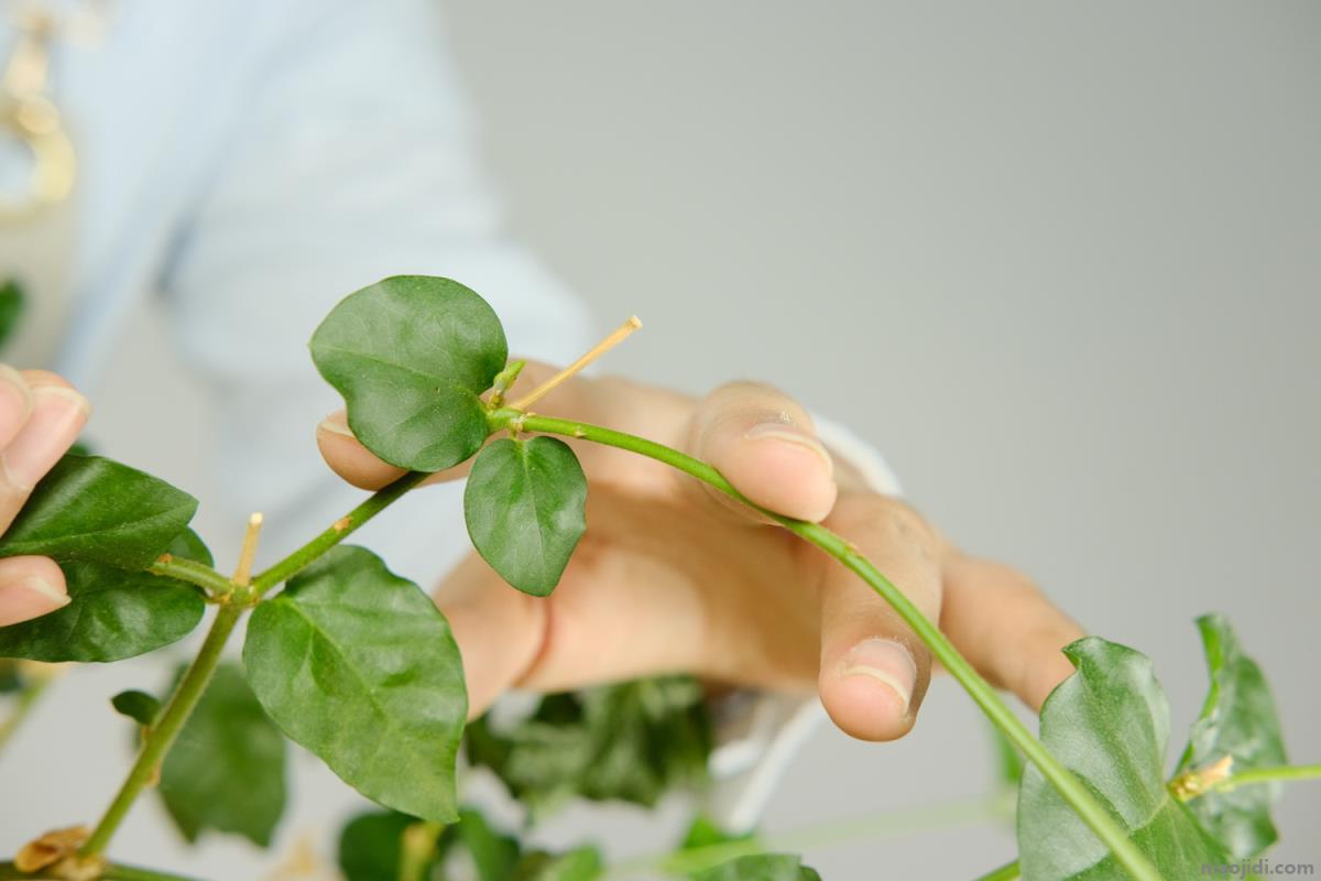 茉莉花施肥方法，用什么肥好 茉莉花施肥时间