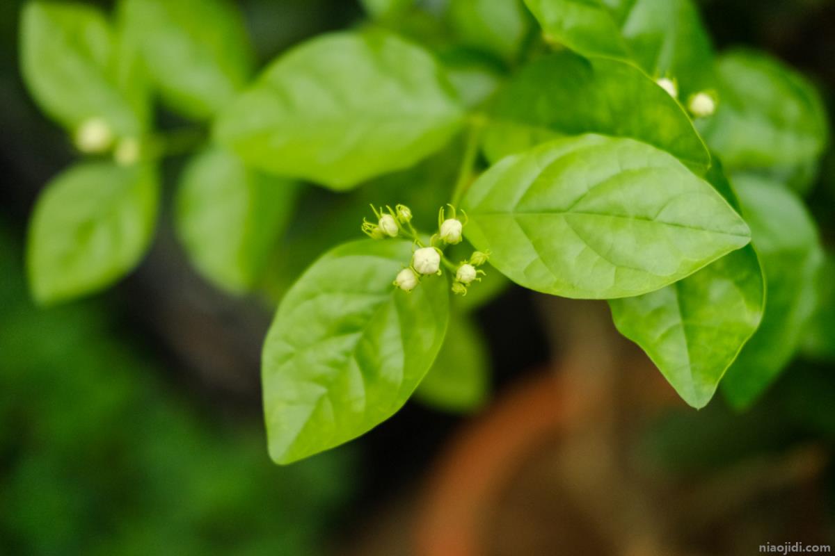 茉莉花施肥方法，用什么肥好 茉莉花施肥时间