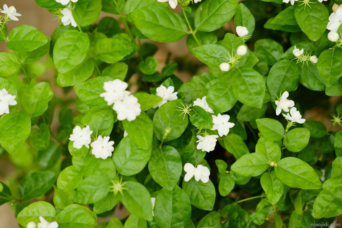 茉莉花施肥方法，用什么肥好 茉莉花施肥时间