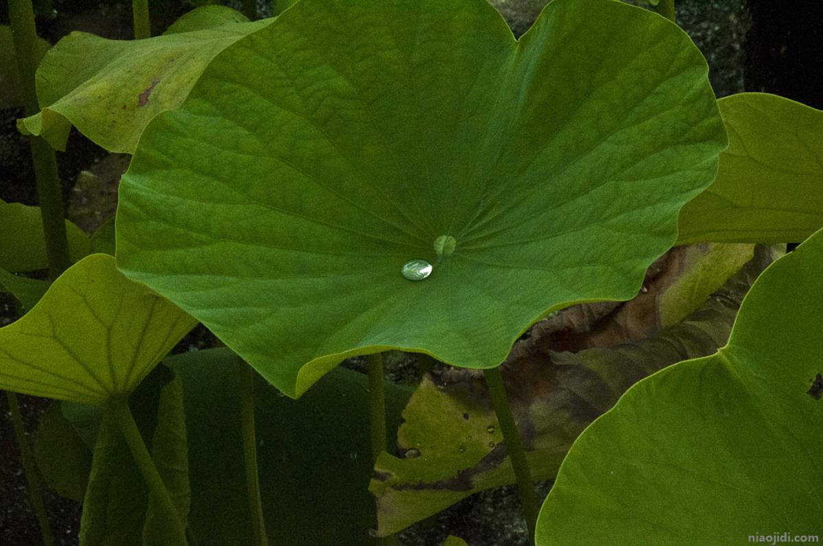 莲花施肥方法，用什么肥好 莲花施肥