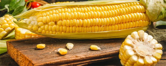粒农12玉米品种