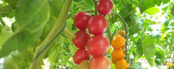 阳台种西红柿为什么开花不结果