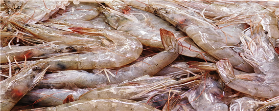 黑壳虾会把卵产在哪里 饲养黑壳虾的常见问题