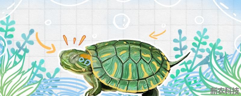 巴西龟能和什么龟杂交