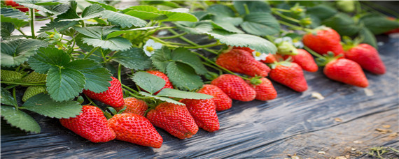 大棚种植草莓技术