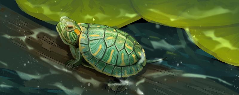 巴西龟不喜欢晒太阳怎么办
