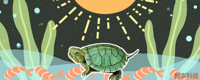 巴西龟晒太阳晒多长时间