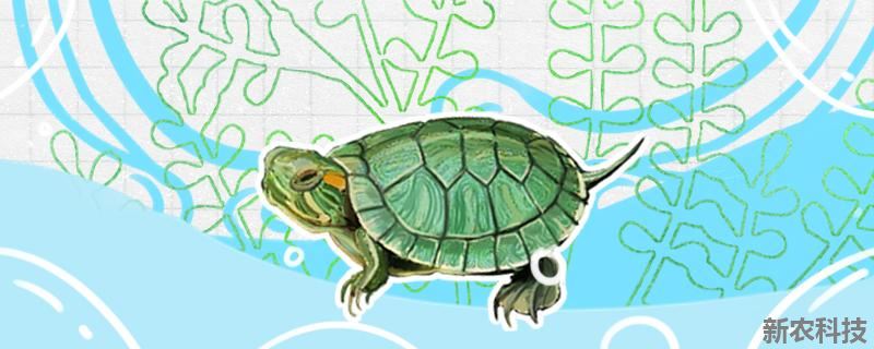 巴西龟换水注意事项