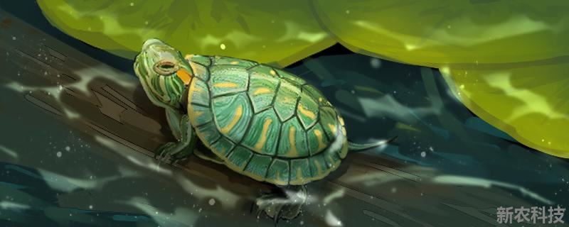 巴西龟能放生河里吗