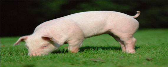 猪冬痢的快速治疗方法 育肥猪冬痢的治疗方法