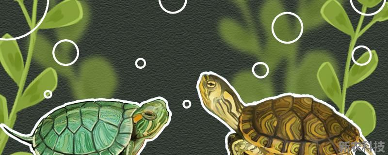 黄耳巴西龟和红耳巴西龟的区别