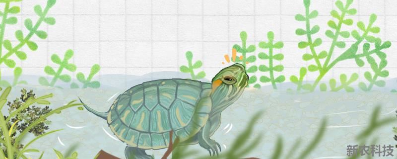 巴西龟可以陆养吗?可以水养吗