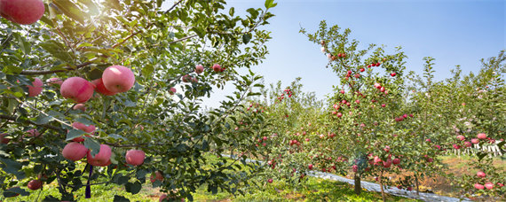 巨森苹果能在哪种植 巨森苹果怎么样