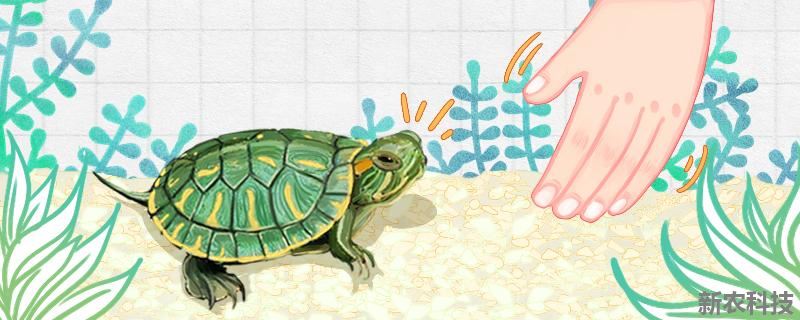 巴西龟在陆地上能活多久