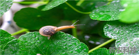 蜗牛怎么养才能养活