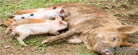 简述妊娠母猪的饲养管理原则